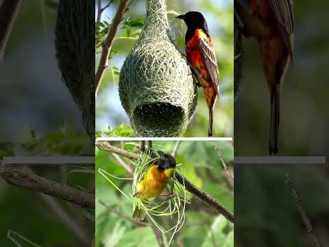¡Los nidos de aves más seguros que jamás hayas visto 🤯! #birds #naturaleza #curiosidades