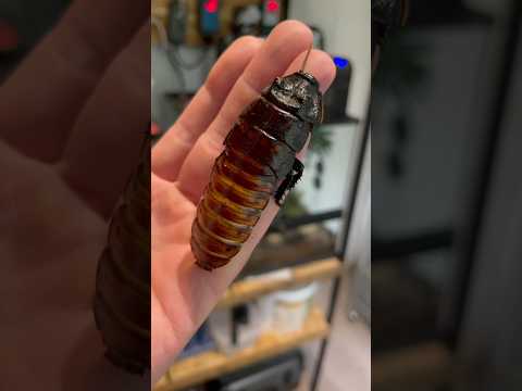 giant insects! #insect #pokemon #bug #terrarium #shortswithzita #rock_n_insectes