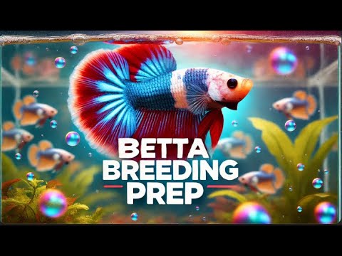 How to Prepare and Condition Male Betta Fish for Successful Breeding