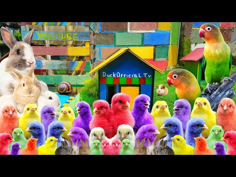 Catch Millions Of Cute Animals, Colorful Chickens, Cute Chickens, Rabbits, Ducks, Fish, Cute Animals