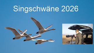 Abenteuer Naturfotografie - Singschwäne 2026