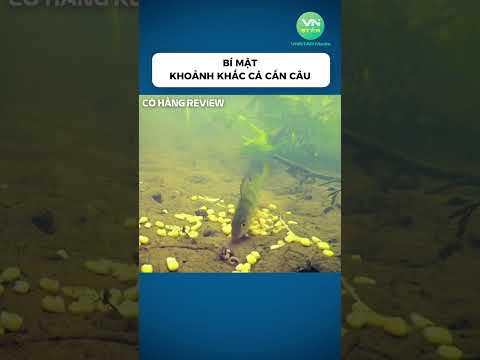 Bí mật khoảnh khắc cá cắn câu #shorts #khampha #danhbatca