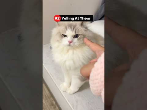 5 Things That Break Your Cat's Heart 💔