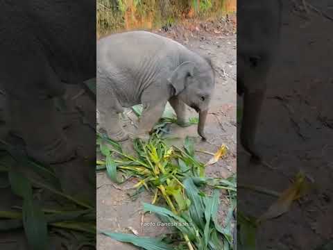 Cute Elephant Baby 🐥 🐘😍 #shortsvideo #storyboy #ganeshsahu