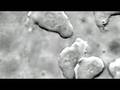 Evolutionary History and Concepts