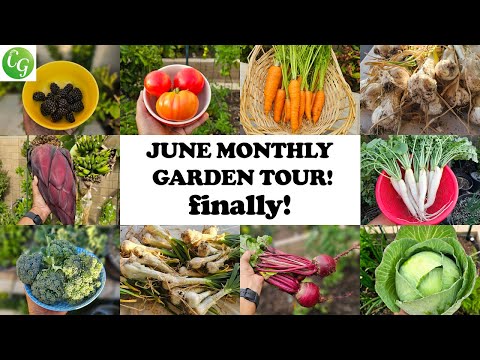 A Bountiful Journey: California Garden Container Tour & Harvest