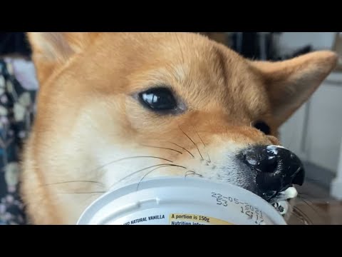 shiba inus love yoghurt more than anything in the world