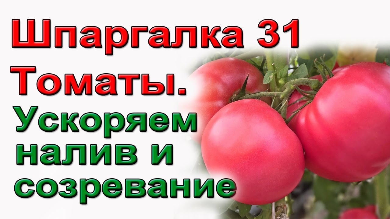 Шпаргалка 32. Не созревают томаты. Ускоряем налив и созревание