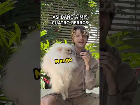 Tener cuatro perros es DIFÍCIL