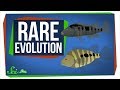 Speciation and Evolution Concepts