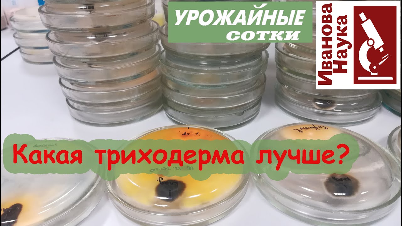 Какую же триходерму использовать для защиты? Какая же разная она триходерма!