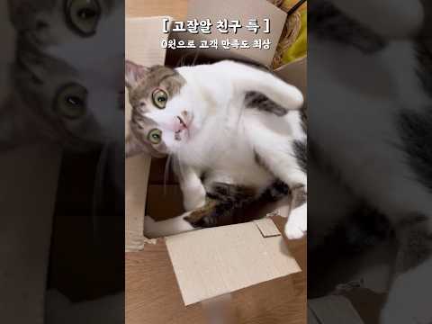 고알못 친구 VS 고잘알 친구 (고양이 보러올때 특)