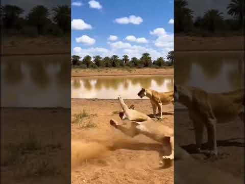 Amazing weapons of animals.動物たちの驚くべき武器