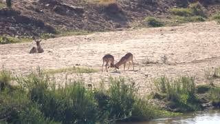 Impala Jousting