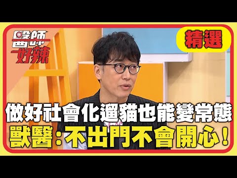 做好社會化「遛貓」也能變常態！獸醫師：貓不出門不會開心！【#醫師好辣】20241221 EP1693 精選