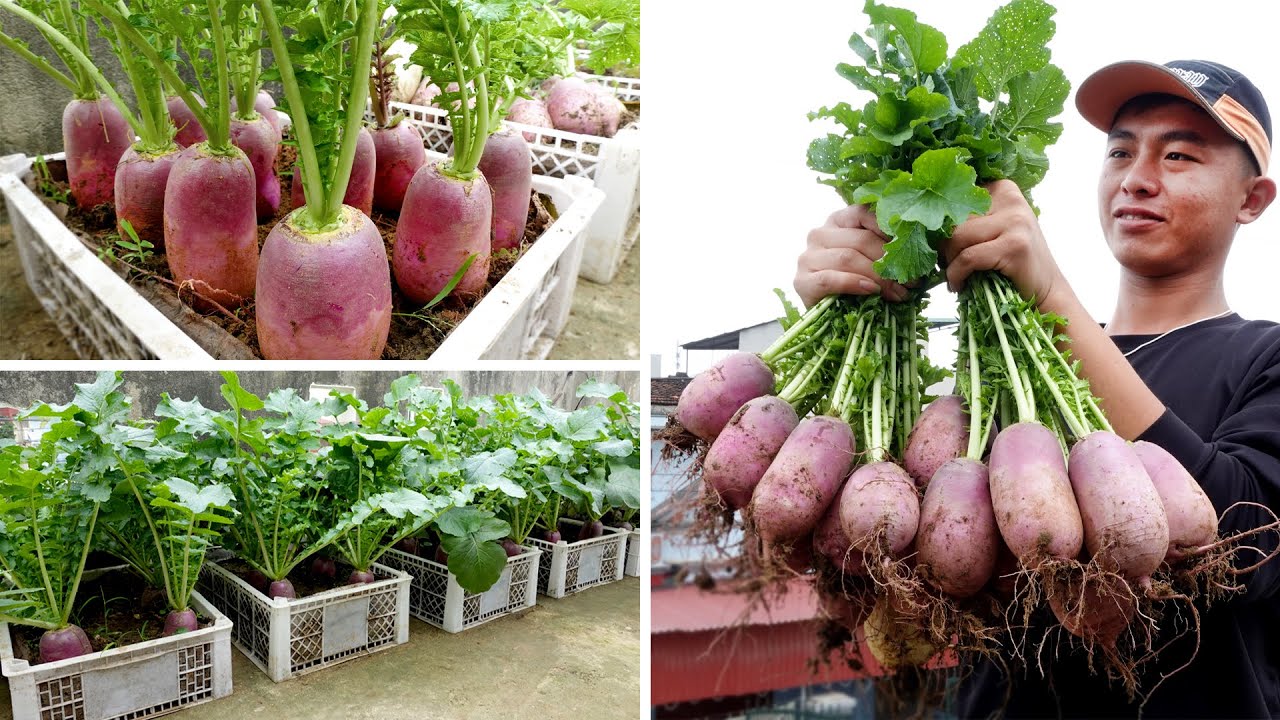 Growing Super Special Pink Radish, Extremely Easy to Grow, Super Delicious to Eat