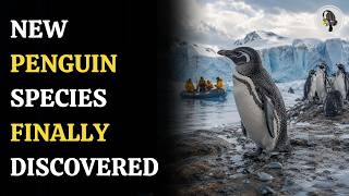 Scientists Discover Hidden Penguin Species After 300,000 Years | WION Podcast