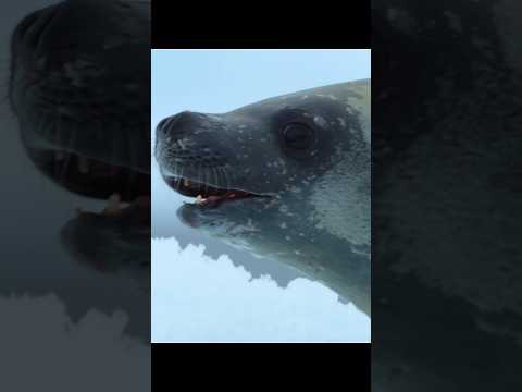 wildlife #wildlife #nature #reaction #shorts #viralvideo
