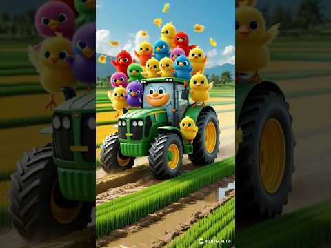 MEMBAJAK SAWAH NAIK TRAKTOR #cutechickens #ayampelangi #ayamwarnawarni #shortsfeeds