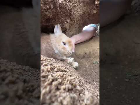 खरगोश का शरारत 😱