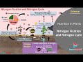 Nitrogen Cycle and Its Importance