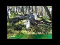 Forest Management and Biodiversity Insights