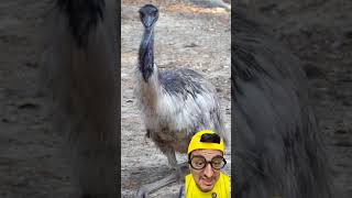 sem pesquisar #animals #wildlife #birds #zoo #ostrich