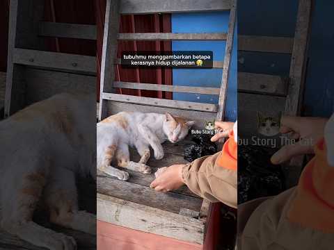 😭 Tubuhmu menggambarkan Betapa Sulitnya Menjadi Kucing Jalanan #catlover #cat#kucing #sad