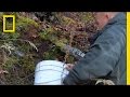Moss Insulation in Cabin Construction