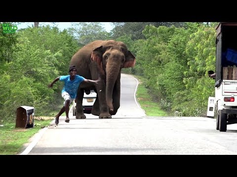 A elephant demands and gets all the food from travelers.Never feed elephants