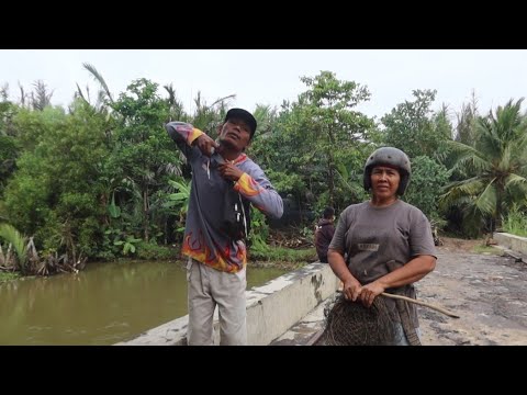 Gara"hujan semaleman orang berduyun"cari mijahan//akhirnya mas NONO turun juga