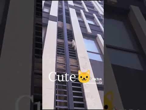 #cute #cat #funny #viralvideo #shorts