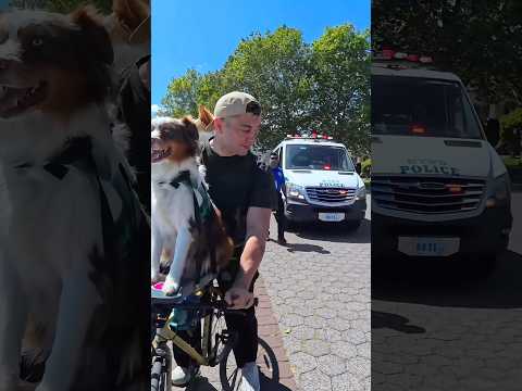 We got pulled over!? #dog #puppy