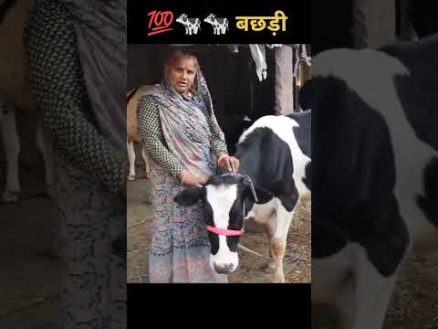 बछड़ी मात्र 13 महीने में तैयार। #cow #bufflow #farming #dairyfarmers #farmer #dairytechnology #डेयरी