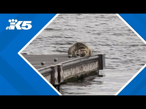 YouTube video thumbnail: 'Don't Touch Them and Give Them Space': Seal Pupping Season Underway in Puget Sound
