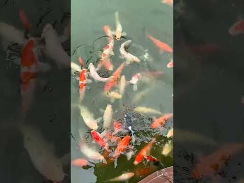 #fish