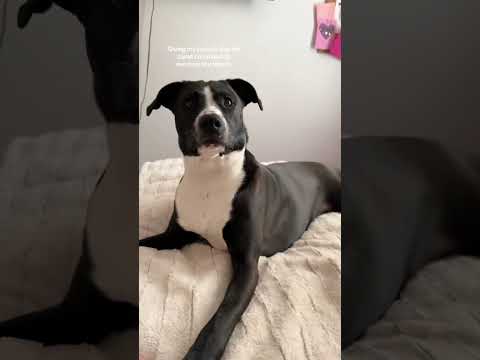 He’s got beef with literally everything today 💅🐾#foryou #funny #animals