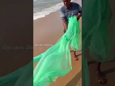 🦐🦐little baby shrimp catching in sea rage 🦐🦐சிறிய  வகை இறால்(செனாகுணி) பிடித்தல் #fishing #seafood