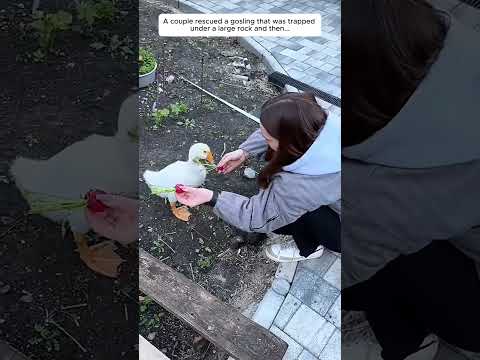 A couple rescued a gosling that was trapped under a large rock and then