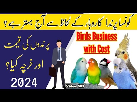 Which Bird is Best for Business in 2024 (Budgies, Love Birds, Java) By |Arham|., Video. 502