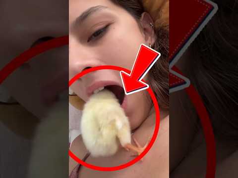 ¿Por qué los pollitos se meten en tu boca? 🧐😱