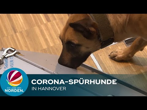 Forschungsprojekt in Hannover: Hunde erschnüffeln Corona-Infektionen