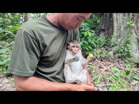 Give milk and some cake to baby monkey in the morning 🤩😍