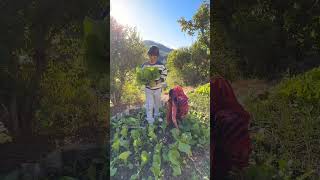 Saurav Joshi Village Life ! 😮❤️ #shorts