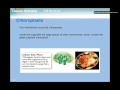 Cell Structure and Function Concepts