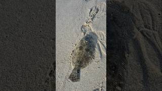 #lenguado #pesca #fishing #flounder #fluke #pesca