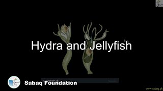 Hydra, Jelly Fish