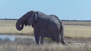 Bull elephant at Etosha, Namibia