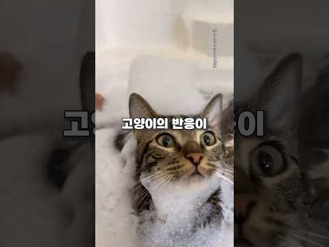 남편에게 고양이를 맡겼더니..