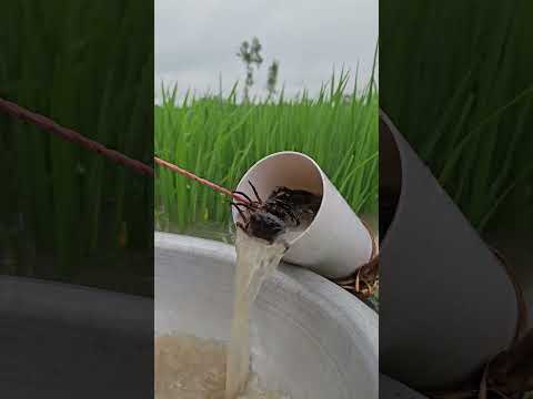 Unbelievable Fishing Technique